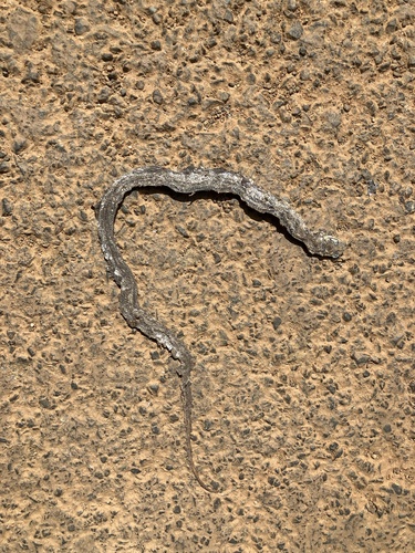 Coelognathus radiatus observed 2026-10-22