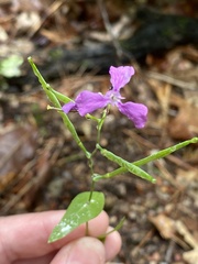 Streptanthus squamiformis
