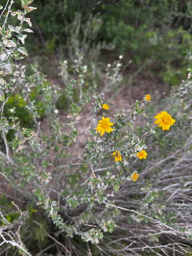 Shortleaf Jefea