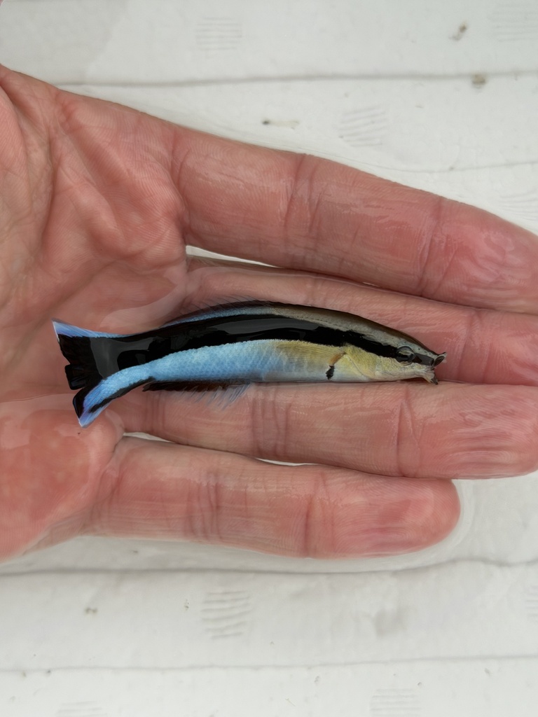 Bluestreak cleaner wrasse