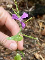 Streptanthus squamiformis