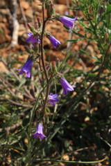 Campanula sibirica taurica
