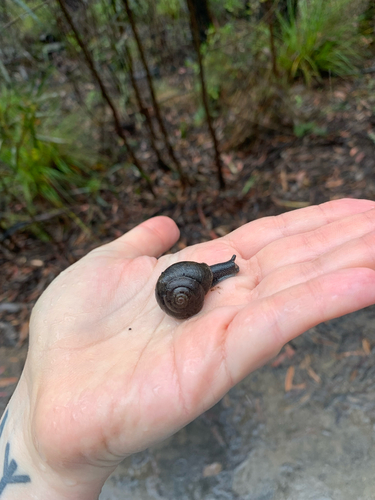 Pommerhelix monacha observed 2026-10-22