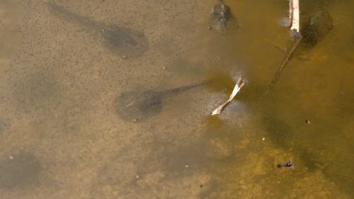Microhyla fissipes observed 2026-10-22