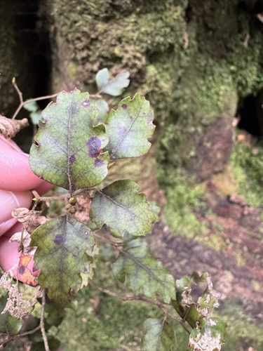 Nothofagus fusca observed 2026-10-22