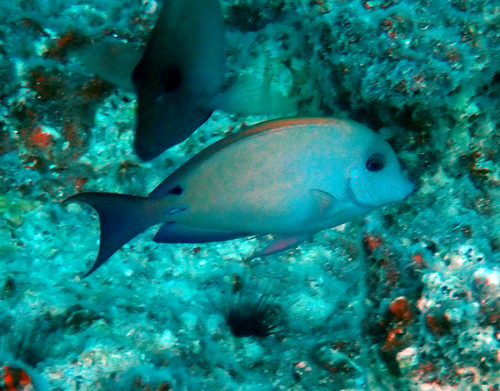 Acanthurus nigrofuscus observed 2026-10-19