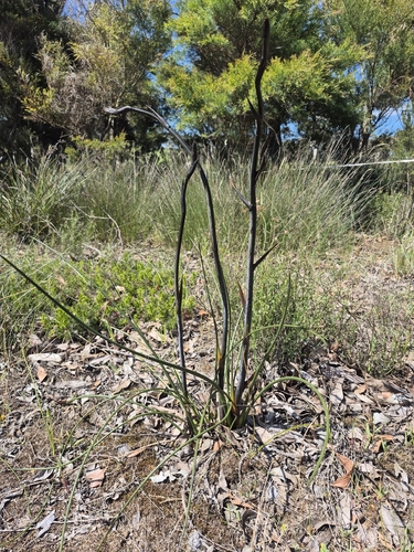 Haemodorum, 2026-10-20