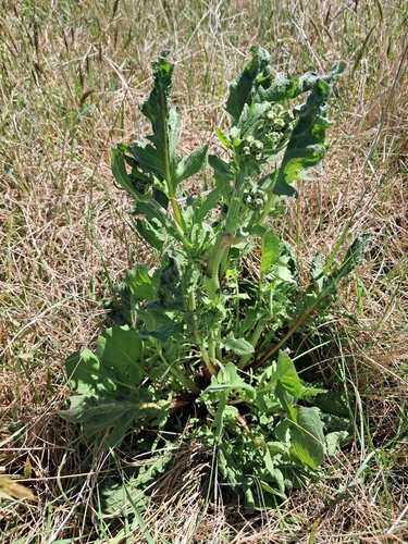 Crepis vesicaria observed 2026-10-22