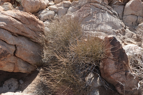 Ephedra aspera