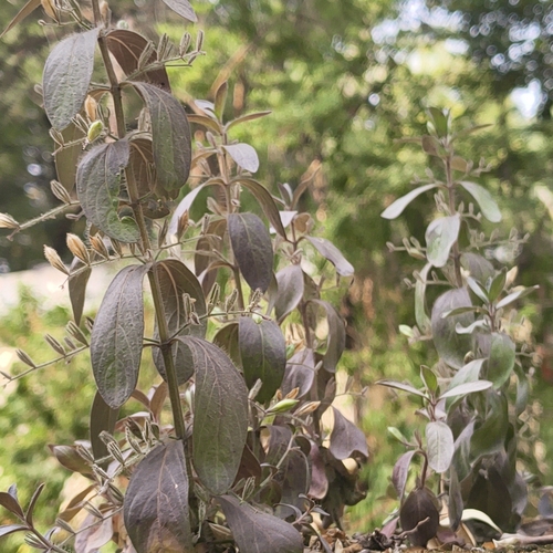 Andrographis echioides observed 2026-10-22