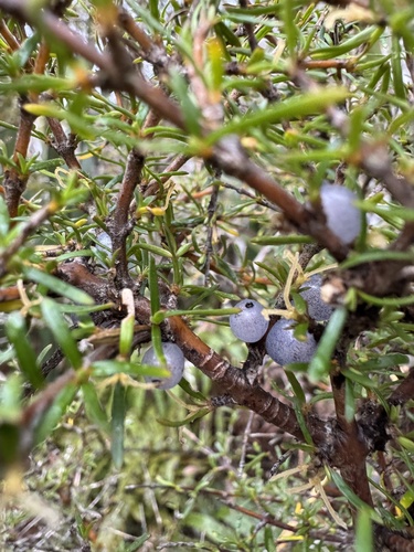 Coprosma rugosa observed 2026-10-22