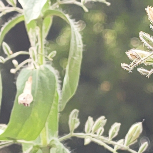 Andrographis echioides observed 2026-10-22
