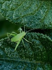 Leptophyes punctatissima