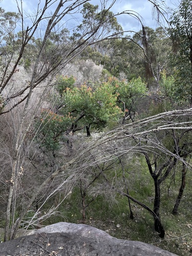 Angophora hispida, 2026-10-22