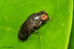 Phobeticomyia