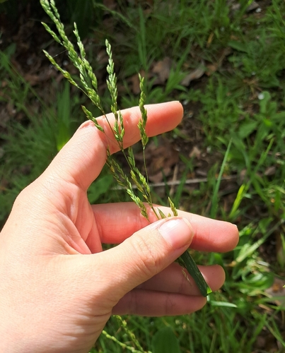 Poa trivialis observed 2026-10-22