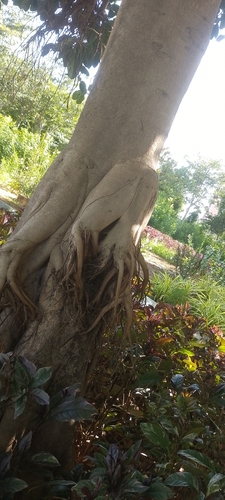 Ficus benghalensis observed 2026-10-19
