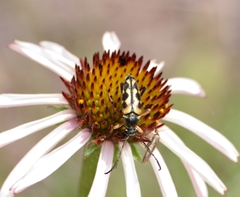 Typocerus octonotatus
