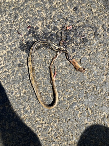 Coelognathus radiatus observed 2026-10-22