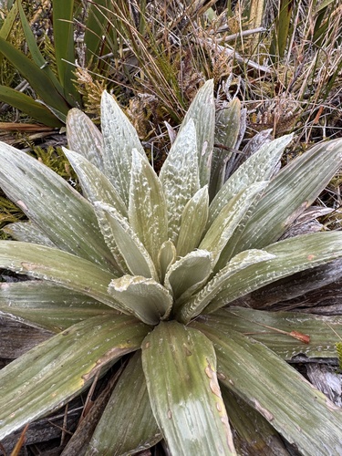 Celmisia coriacea observed 2026-10-22