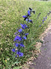 Echium vulgare