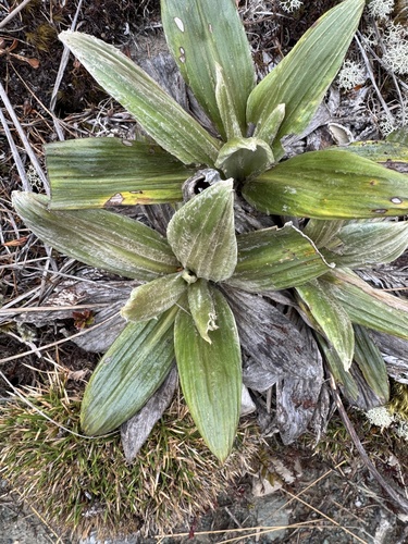 Celmisia coriacea observed 2026-10-22