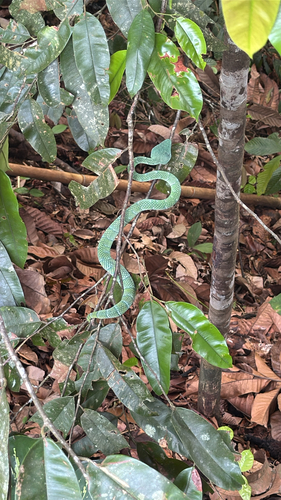 Tropidolaemus subannulatus observed 2026-10-22
