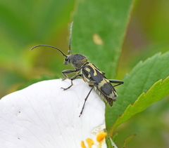 Chlorophorus figuratus
