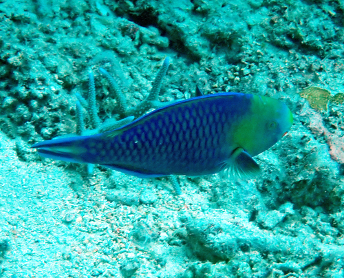 Scarus spinus observed 2026-10-19