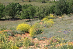 Brassica elongata