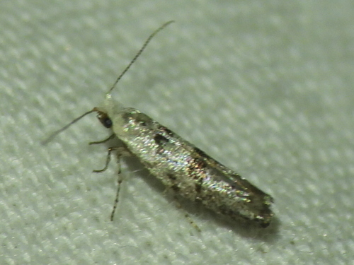 Argyresthia austerella photo 2