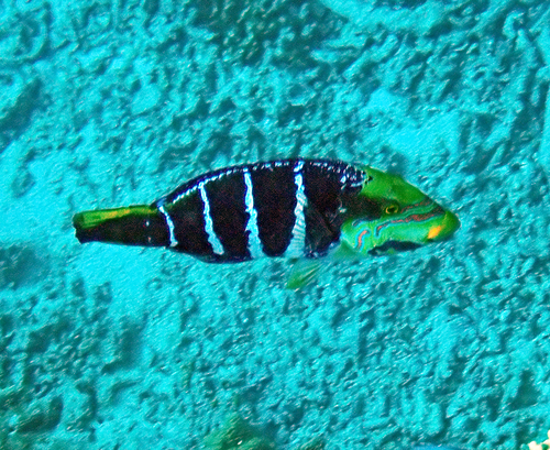 Hemigymnus fasciatus observed 2026-10-19