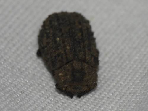 Hide beetle