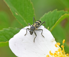 Chlorophorus figuratus