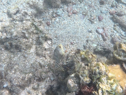 Novaculichthys taeniourus observed 2026-10-21