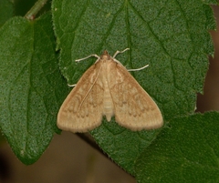 Framinghamia helvalis