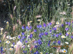 Echium plantagineum