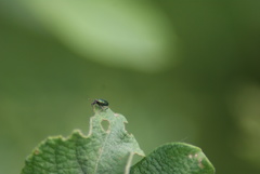 Aulacobaris cuprirostris
