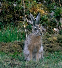 Lepus europaeus