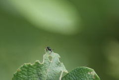 Aulacobaris cuprirostris