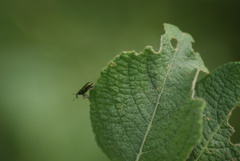 Aulacobaris cuprirostris