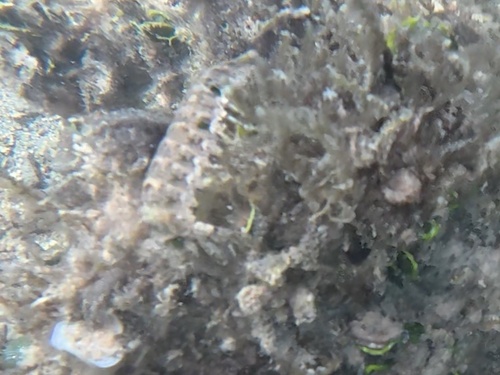 Pseudosquilla observed 2026-10-21