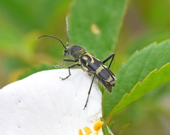 Chlorophorus figuratus