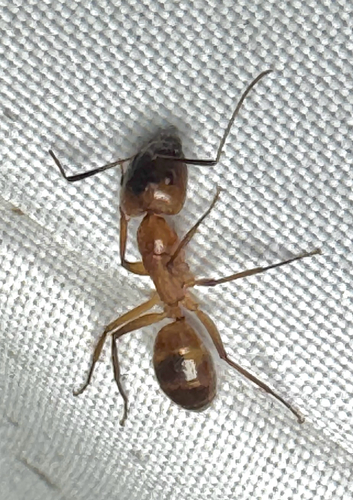 Camponotus festinatus