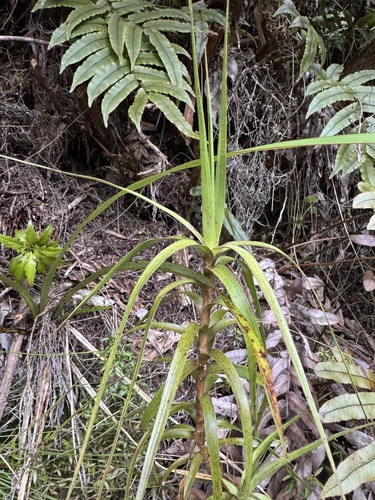 Dracophyllum longifolium observed 2026-10-22