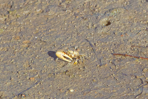 Leptuca crenulata observed 2026-10-09