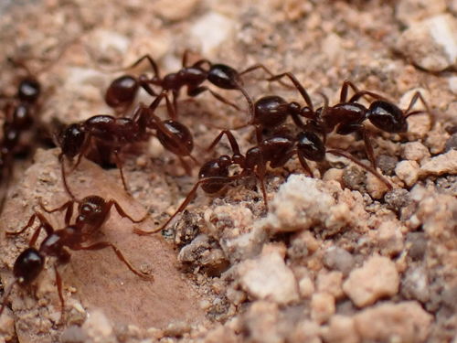 Neivamyrmex pilosus