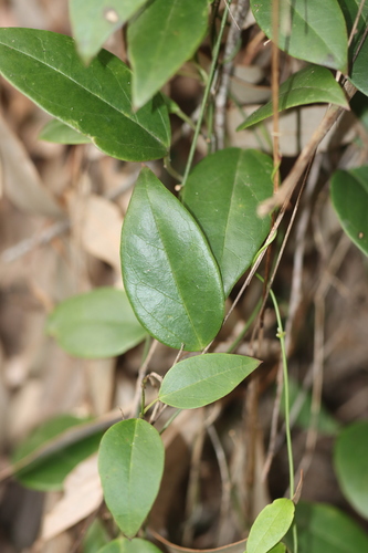Tylophora observed 2026-10-17