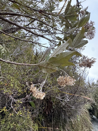Olearia avicenniifolia observed 2026-10-22