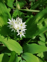 Allium ursinum